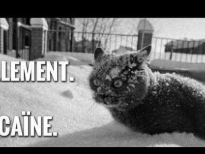 humour, chat, cocaïne