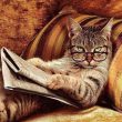chat journal lunettes