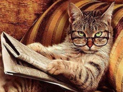 chat journal lunettes