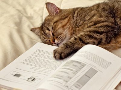 chat livre