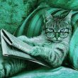 image professeur débéka vert