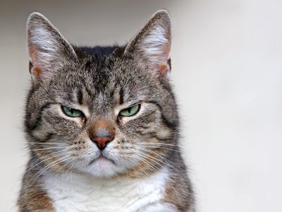 photo chat en colère