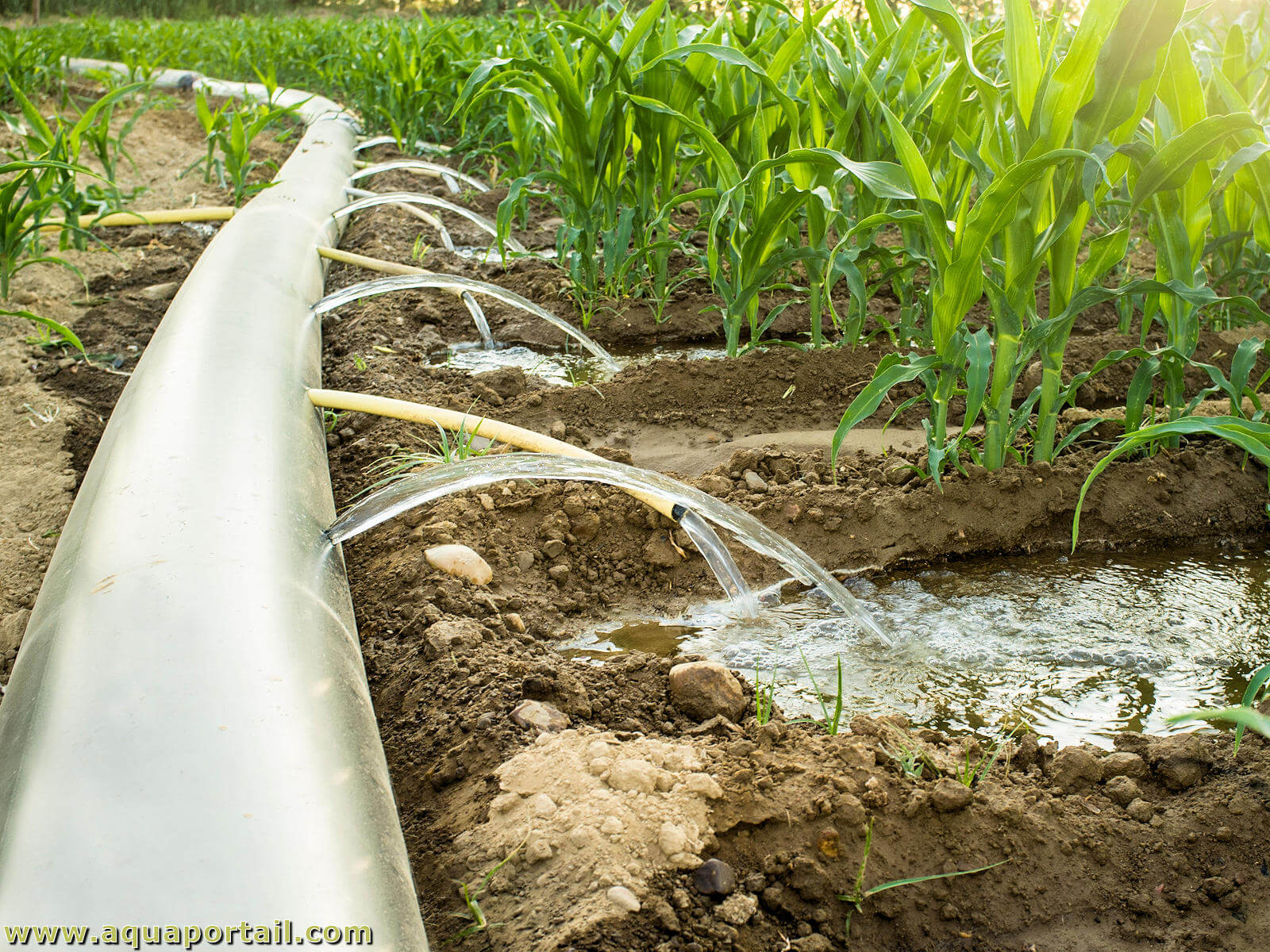 Photo irrigation culture