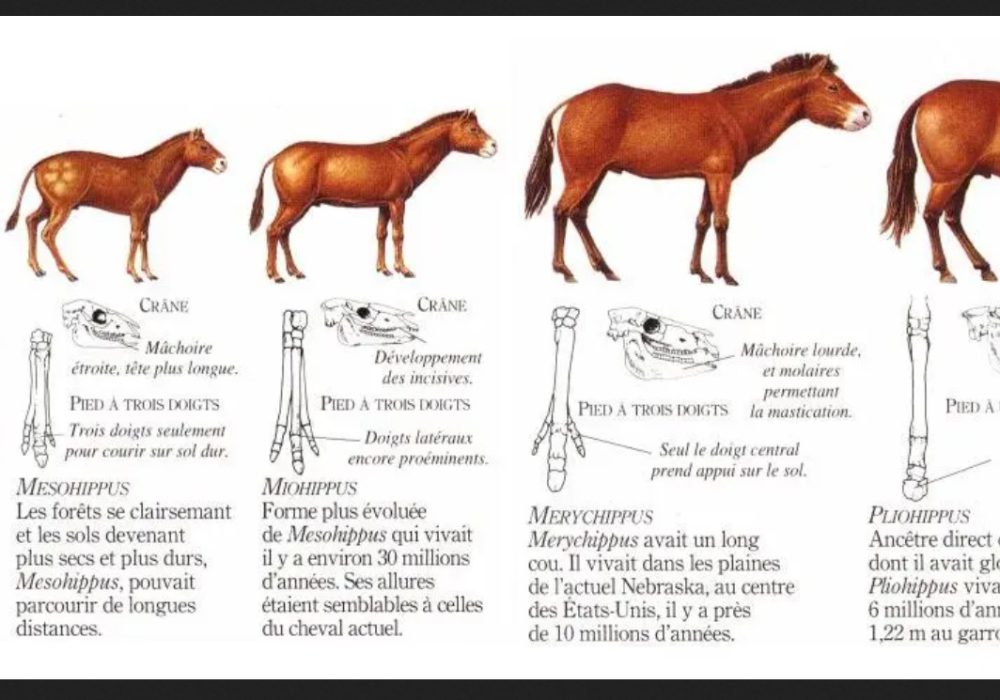 illustration darwin théorie de l'évolution cheval