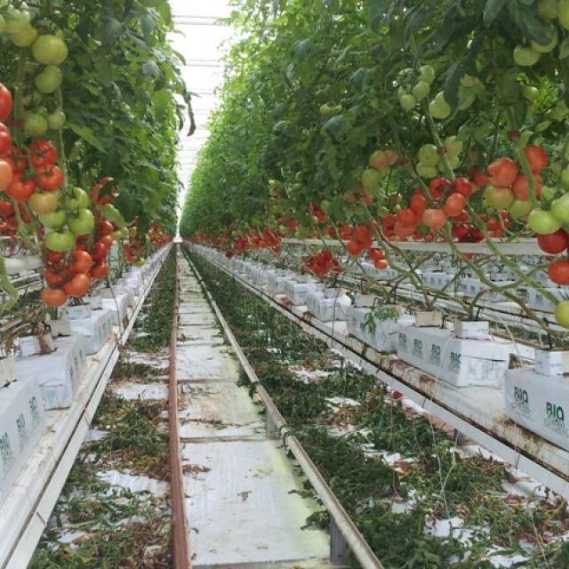 photo hydroponie tomates
